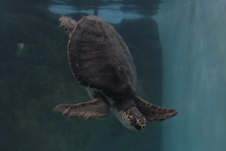 centro mexicano de la tortuga mazunte oaxaca actividades para hacer con niños viajar tortugas 768x512