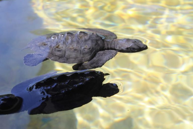 centro mexicano de la tortuga mazunte oaxaca actividades para hacer con niños viajar tortugas bebe 768x512
