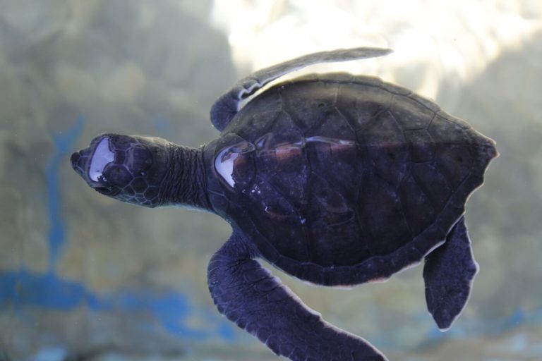 centro mexicano de la tortuga mazunte oaxaca actividades para hacer con niños viajar tortugas bebes 768x512