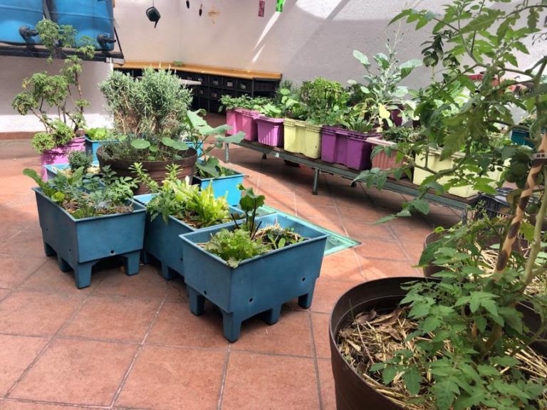 kids place montessori condesa escuela preescolar kinder primaria huerto 768x576