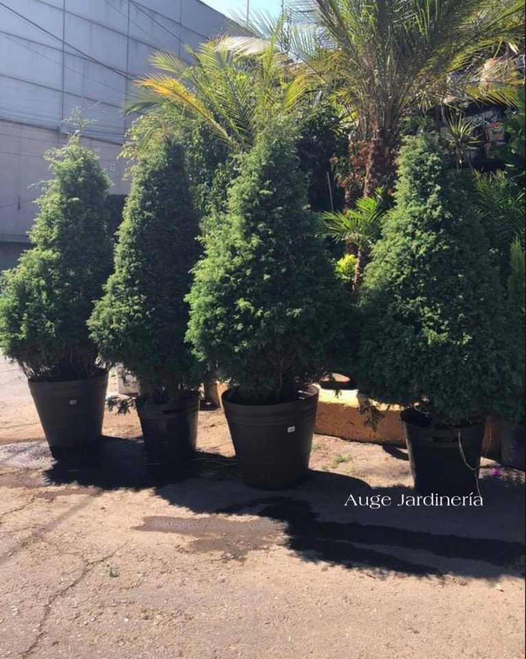 arbol arboles de navidad en maceta auge jardineria 768x961