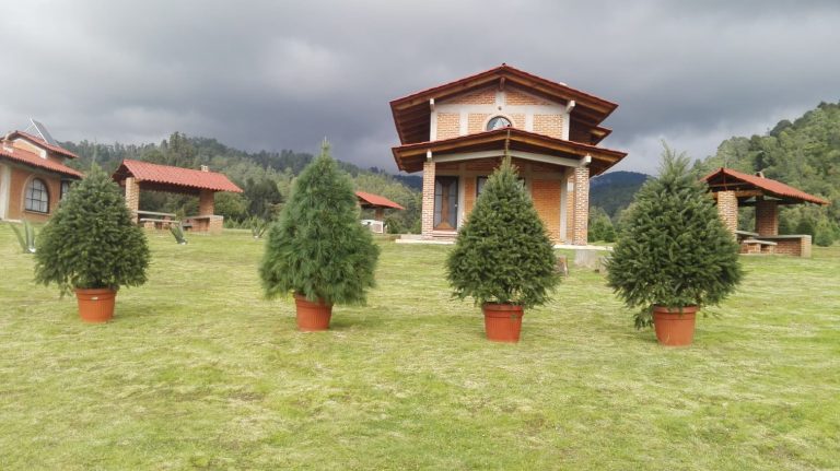 arboles de navidad en maceta viveros amecameca 768x431