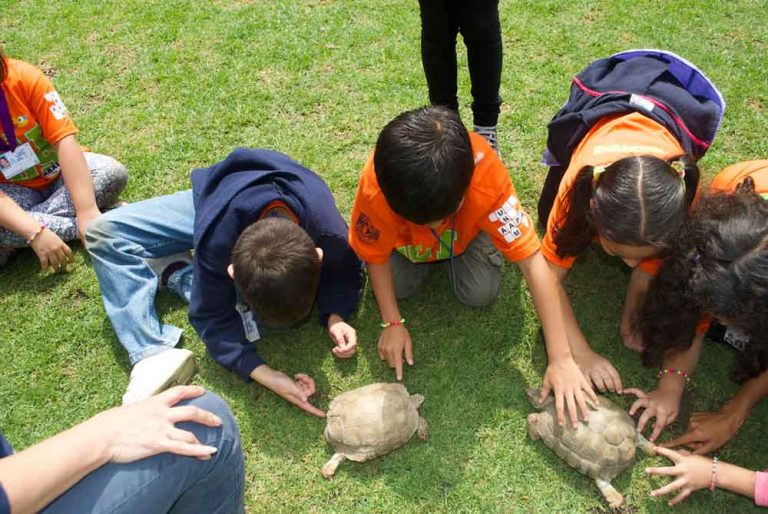 curso de verano maxikids tortugas 768x514