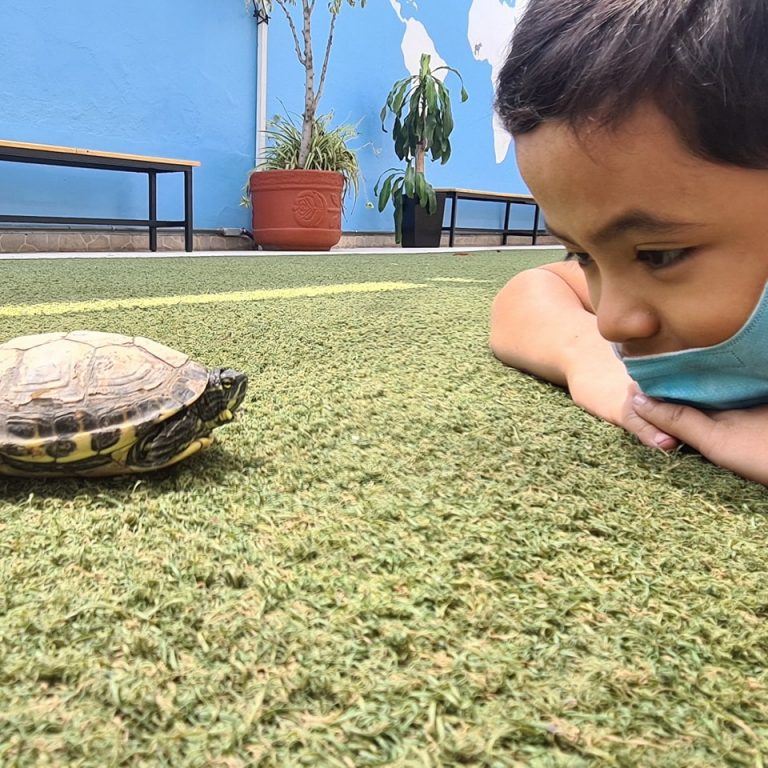 Nino con tortuga 768x768