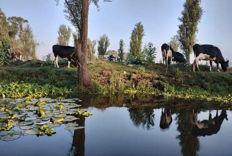 Xochihuicalli escuela waldorf xochimilco vacas 768x517