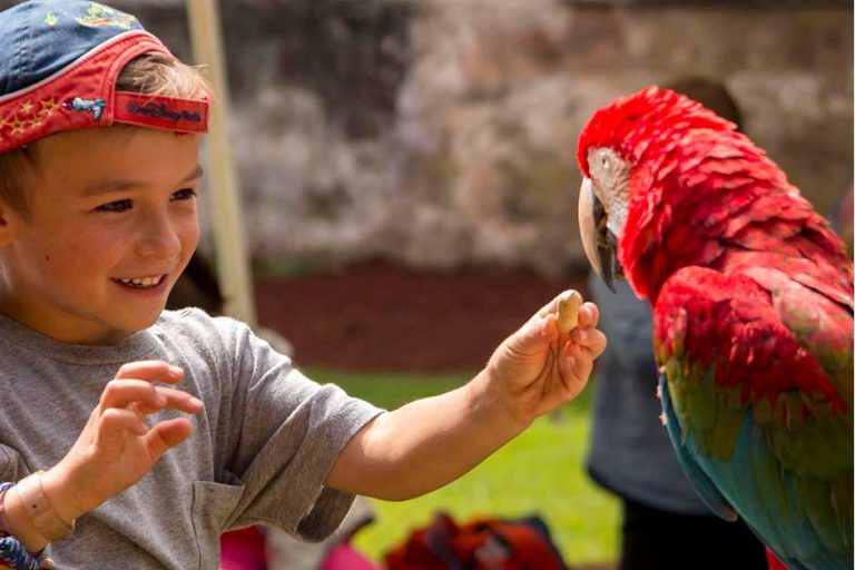 Pipiol campamento parrot 768x512